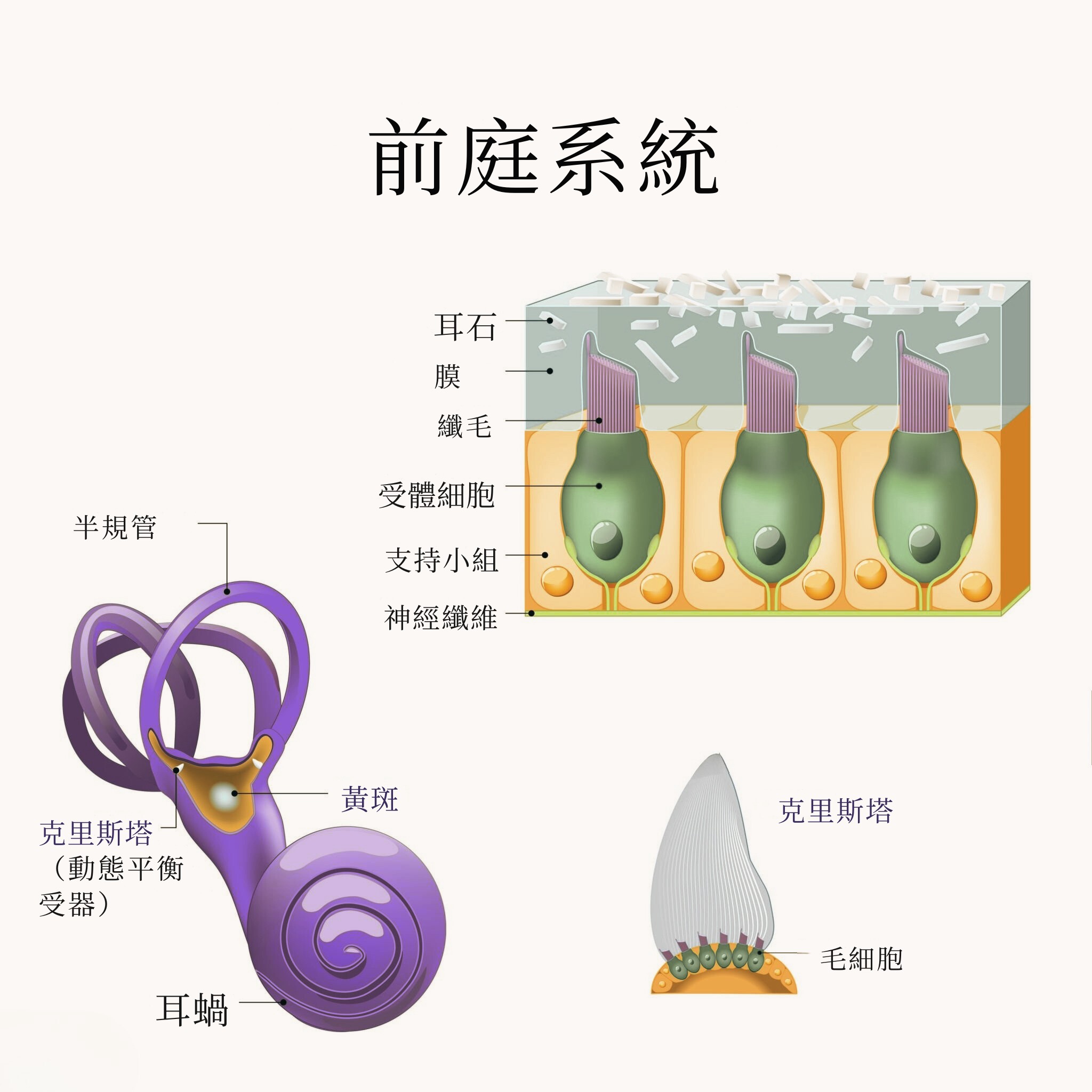 前庭系統示意圖